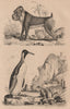 PRIMATES/BIRDS. Manchot (Penguin). Mandrill 1834 old antique print picture