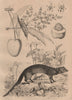 MAMMALS. Mangouste (Mongoose). Manguier (Mango Tree) 1834 old antique print