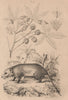 Manicou/Didelphis American Opossum. Bicolor ears. Marsupial. Manioc/Cassava 1834
