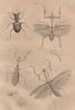 Mante (mantis). Manticora (tiger beetle). Mantispidae (mantis flies) 1834