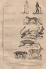 MAMMAL KINGDOM. Mammalogie. 9 orders. Classification 1834 old antique print