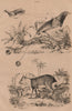 BIRDS/RODENTS. Manucode (King Bird of Paradise). Mara 1834 old antique print