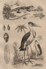 Marabou Stork. Marbré (Marbled newt). Marginella 1834 old antique print