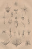 PARTS OF FLOWERS. Mariage des Plantes. Plants 1834 old antique print picture