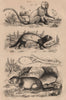 Marikina (Golden Lion Tamarin). Marmot. European polecat (Mustela putorius) 1834