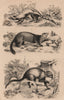 MUSTELIDS. Zorilla (Striped polecat). Cmn Marten. Martes Zibellina (Sable) 1834
