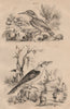 KINGFISHERS. Martin Pêcheur. Eurasian Kingfisher. Laughing Kookaburra 1834
