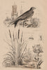 Martinet (Swift). Masaris vespiformis wasp. Massette (bulrush). Mastige 1834