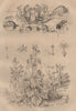 Matutidae (moon crab). Malva sylvestris (Mallow). Cicindela (tiger beetle) 1834