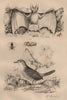 Megachile (leafcutter bee). Megaderma (vampire bat). Mégalonyx (Megalonyx) 1834
