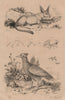 Megalopal. Mégalotis (Bat-Eared Fox). Megapode (orange-footed scrubfowl) 1834