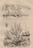Megatherium. Melaleuca alternifolia (narrow-leaved Tea-Tree) 1834 old print