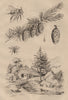 Melecta (Cuckoo bee). Méléze (Larch). Mélipona (Stingless Bee) 1834 old print