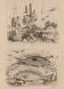 Mendoles (African sicklefish Spadefishes Percoids). Menthe (Mint) 1834 print