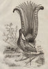 Menure (Lyrebird). Menziezie (False Azalea) 1834 old antique print picture