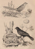 BIRDS. Merion (Fairywren). Merle (Blackbird) commun 1834 old antique print