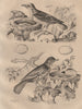 THRUSHES. Merle roche (Merle Rock). Merle grive ordinaire (Mistle thrush_ 1834