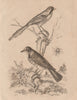 Grive litorne (Fieldfare). Merodon hoverfly. Mésange (Bearded Reedling) 1834