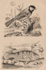 Mesange Charbonnière (Great Tit). Mésoprion John (John's Snapper) 1834 print