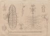 LEPIDOPTERA. Métamorphoses. Metamorphosis. Pl. I 1834 old antique print