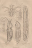 LEPIDOPTERA. Métamorphoses. Metamorphosis. Pl. II 1834 old antique print