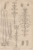 INSECTS. Métamorphoses. Metamorphosis. Pl. III 1834 old antique print picture