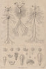 INSECTS. Métamorphoses. Metamorphosis Pl. V 1834 old antique print picture