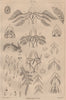 AMPHIBIANS. Métamorphoses. Metamorphosis. Pl. VII 1834 old antique print