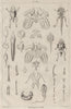 FROGS. Métamorphoses. Metamorphosis. Pl. VIII 1834 old antique print picture