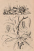 Méthonique (Gloriosa Superba). Micippa cristata (Spider Crab) 1834 old print