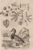 Millépore (Fire Coral). Milouin (Pochard Duck). Mimeuse (Mimosa) 1834 print