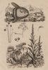 Moisissures (mold). Mola (Ocean Sunfish). Molène (Mullein) 1834 print