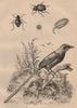 Molpadia. Moluris (Sepidum beetles). Momot (Blue-crowned/Andean motmot) 1834