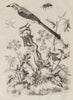 Mockingbird. Mordellidae (Tumbling Flower Beetle). Woody Nightshade 1834 print