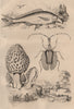 Morille (Morel). Mormolyce (Violin Beetle). Mormyridae (Elephantfish) 1834