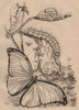 LEPIDOPTERA. Morpho Menelaus (Blue Morpho) butterfly 1834 old antique print