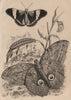 Morpho/Pavonia Euryloque (Owl Butterfly).Morpho/Brassolide du Sophora. Moth 1834