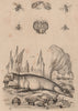 MAMMALS. Morse (Walrus). Mouches (Flies) 1834 old antique print picture