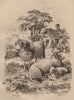 SHEEP. Long tailed sheep. Merino. Mouton à grosse queue. Mouton Mérinos 1834