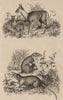 Musaraigne. Greater white-toothed shrew. Grey shrew. Musc (Musk deer) 1834