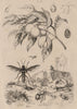Muscadier (Nutmeg). Mutillidae (Velvet ants). Mydas fly 1834 old antique print