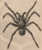 TARANTULA SPIDER. Mygale de Leblond (Goliath birdeater) 1834 old antique print