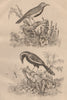 Mymaridae (Fairyfly). Myiotheretes (Tyrant birds) 1834 old antique print