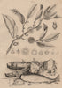 Napoléone (Napoleonaea). Narval (Narwhal) 1834 old antique print picture