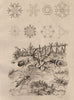 Ground, red-shouldered ham, burying & Long-horned beetles. Snowflakes 1834