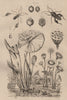 Nelumbo (Lotus). Nématope. Nénuphar (Waterlily) 1834 old antique print picture