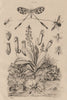 Tangle-veined fly. Spoonwing. Water scorpion. Tropical pitcher plant 1834