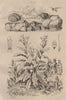 Neritina freshwater snails. Nicotiana (tobacco plant) 1834 old antique print