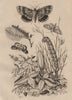 OWLET MOTHS. Noctuelles (Noctuidae). Psi/Spectre/Batis. Caterpillars 1834