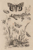MOTHS Pease Blossom. Golden. Beautiful Yellow/Dark Crimson Underwing 1834